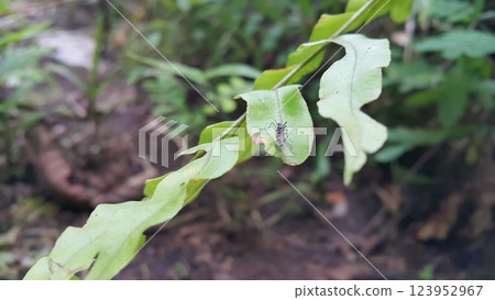 Mosquito resting on the grass. Male and female mosquitoes feed on nectar and plant juices, but many species of mosquitoes can suck the blood of animals. 123952967