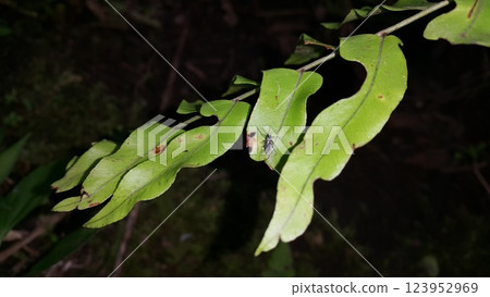 Mosquito resting on the grass. Male and female mosquitoes feed on nectar and plant juices, but many species of mosquitoes can suck the blood of animals. 123952969