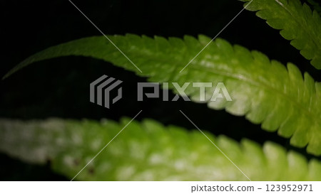 Close-up common bracken leaves are known as Pteridium aquilinum. Green fern in nature. Close-up common bracken leaves are known as Pteridium aquilinum. Green fern in nature. 123952971