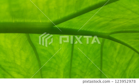 Very fresh taro leaf texture background. Photo shot in the forest. Very fresh taro leaf texture background. Photo shot in the forest. 123952978