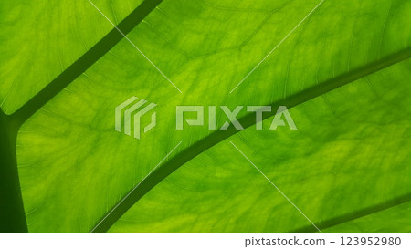 Very fresh taro leaf texture background. Photo shot in the forest. Very fresh taro leaf texture background. Photo shot in the forest. 123952980