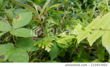 Insect type fly (Exotic Fly Diptera) resting on a plant leaf. 123953003