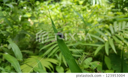 Insect type fly (Exotic Fly Diptera) resting on a plant leaf. 123953004