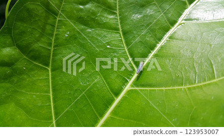 Photo of Leafhopper ( Cicadella viridis ) perched on a plant leaf. 123953007