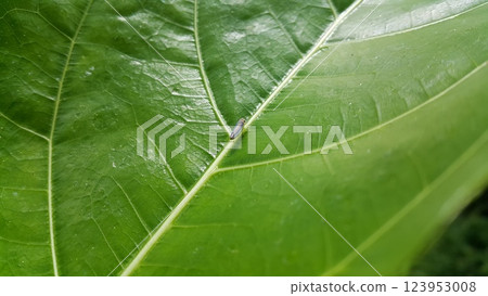 Photo of Leafhopper ( Cicadella viridis ) perched on a plant leaf. 123953008