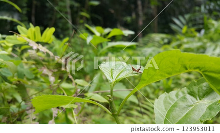 Young brown grasshopper on a green leaf. Young brown grasshopper on a green leaf. 123953011