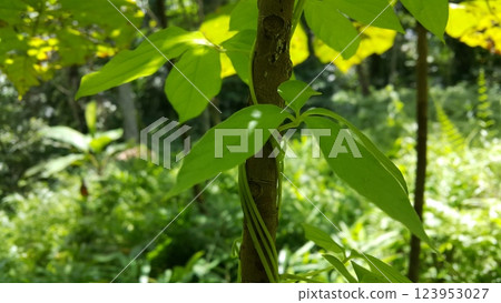 Photos of plant leaves in the forest. Photos of plant leaves in the forest. 123953027