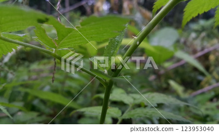 Photo of the Green Rounded Planthopper perched on a plant stem. Photo of the Green Rounded Planthopper perched on a plant stem. 123953040