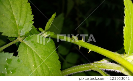Photo of the Green Rounded Planthopper perched on a plant stem. 123953041