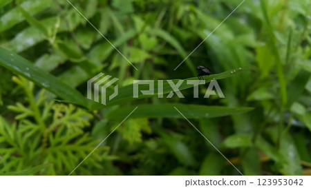 Black soldier fly species Hermetia illucens. Photo of black soldier fly perched on a plant leaf. 123953042