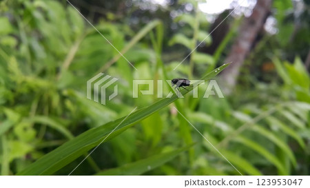 Black soldier fly species Hermetia illucens. Photo of black soldier fly perched on a plant leaf. Black soldier fly species Hermetia illucens. Photo of black soldier fly perched on a plant leaf. 123953047