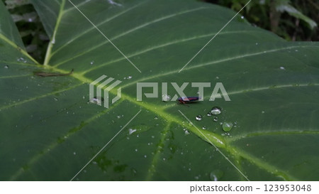 Photo of striped leafhopper insect perched on taro leaves. Photo of striped leafhopper insect perched on taro leaves. 123953048