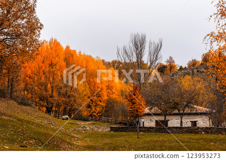 A charming stone house is surrounded by colorful beech trees during autumn in Montejo, Spain. 123953273
