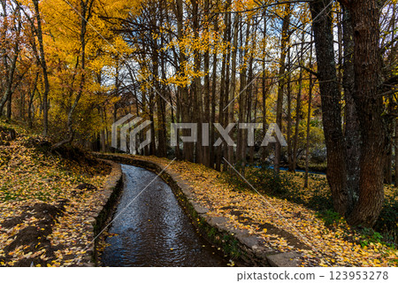A tranquil stream meanders through a golden beech forest in Montejo, Spain, during autumn. A tranquil stream meanders through a golden beech forest in Montejo, Spain, during autumn. 123953278