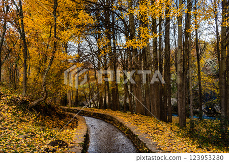A tranquil autumn scene in Montejo, Spain, with a canal winding through a golden beech forest. 123953280