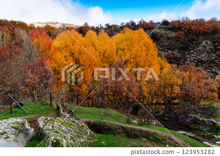 Golden beech trees paint a vibrant autumn landscape in Montejo, Spain, under a blue sky. Golden beech trees paint a vibrant autumn landscape in Montejo, Spain, under a blue sky. 123953282