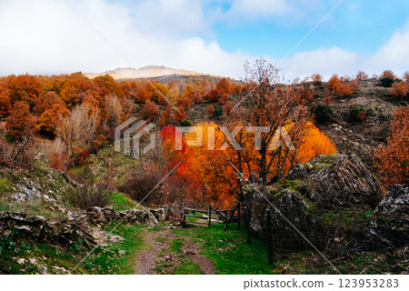 Winding path through a colorful beech forest in Montejo, Spain, during the autumn. Winding path through a colorful beech forest in Montejo, Spain, during the autumn. 123953283