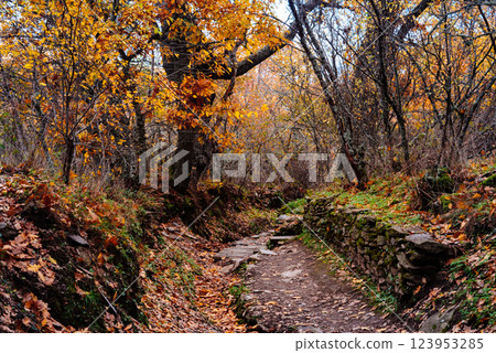 A golden path winds through the Montejo beech forest, draped in the colors of autumn. A golden path winds through the Montejo beech forest, draped in the colors of autumn. 123953285