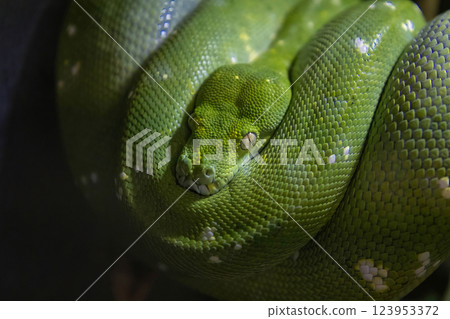 Green Emerald boa constrictor Green Emerald boa constrictor 123953372