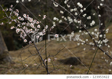 靜園初春梅花 123953422