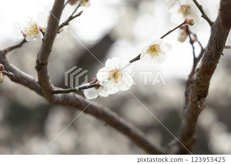 Sparkle of White Plum Blossoms - Fleeting Spring Light Sparkle of White Plum Blossoms - Fleeting Spring Light 123953425