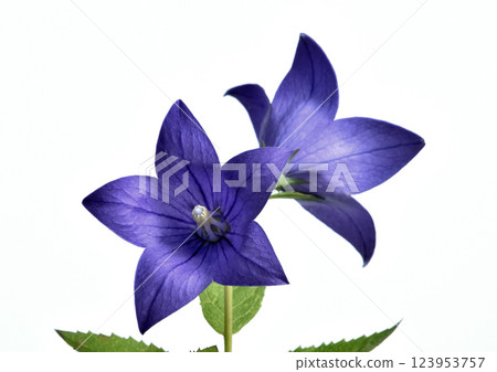 桔梗 - 秋季七種草本植物之一 - 立體表現 - A3(Fix 拍攝) 桔梗 - 秋季七種草本植物之一 - 立體表現 - A3(Fix 拍攝) 123953757