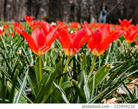 Close-up of Tulipa Kaufmanniana. The tulip is often called a water lily because of its pointed petals. Close-up of Tulipa Kaufmanniana. The tulip is often called a water lily because of its pointed petals. 123954210