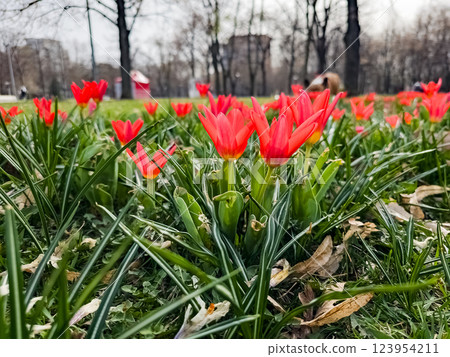 Early blooming red spring tulipa kaufmanniana on flower bed. Early blooming red spring tulipa kaufmanniana on flower bed. 123954211