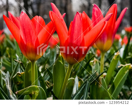 Close-up of Tulipa Kaufmanniana. The tulip is often called water lily because of its pointed petals. Close-up of Tulipa Kaufmanniana. The tulip is often called water lily because of its pointed petals. 123954212