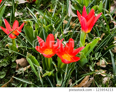 Close-up Early red spring tulip Kaufmani on a flowerbed. Floral wallpaper. Close-up Early red spring tulip Kaufmani on a flowerbed. Floral wallpaper. 123954213