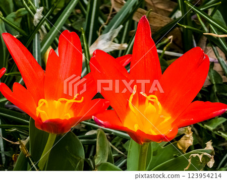 Close-up of Kaufman tulip in the garden in early spring. Buds are opening. Close-up of Kaufman tulip in the garden in early spring. Buds are opening. 123954214