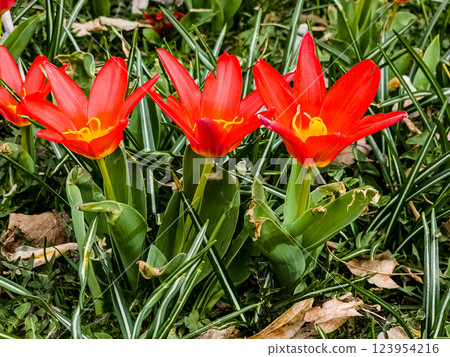Kaufman tulip in garden in early spring. Buds are opening. Kaufman tulip in garden in early spring. Buds are opening. 123954216