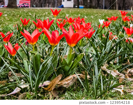 Tulip often referred to as the water-lily tulip because of the pointed petals. Tulipa Kaufmanniana. Tulip often referred to as the water-lily tulip because of the pointed petals. Tulipa Kaufmanniana. 123954218