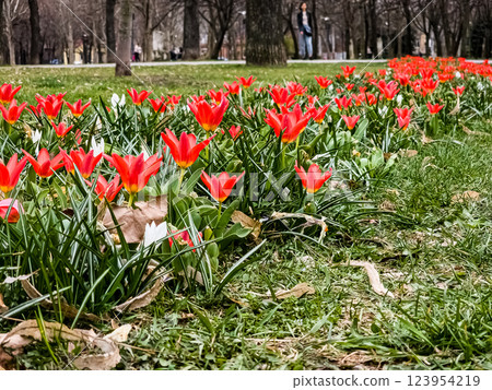 Tulip often referred to as water-lily tulip because of the pointed petals. Tulipa Kaufmanniana. Tulip often referred to as water-lily tulip because of the pointed petals. Tulipa Kaufmanniana. 123954219
