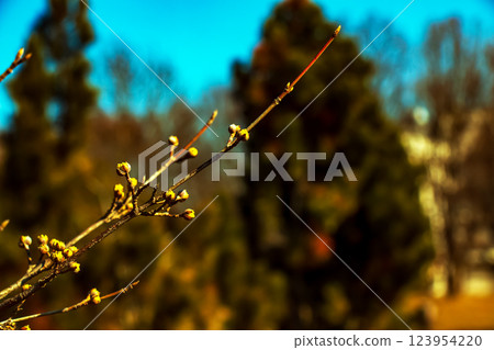Branches with flowers of male dogwood Cornus mas in early spring. Blurred background 123954220