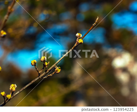 Branches with flowers of male dogwood Cornus mas in early spring. Flowers of early spring in their natural habitat Branches with flowers of male dogwood Cornus mas in early spring. Flowers of early spring in their natural habitat 123954225