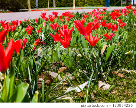 Early blooming red spring tulipa kaufmanniana on a flower bed. Floral wallpaper. 123954226