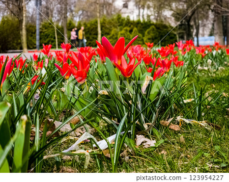 Early blooming red spring tulipa kaufmanniana on a flower bed. Early blooming red spring tulipa kaufmanniana on a flower bed. 123954227