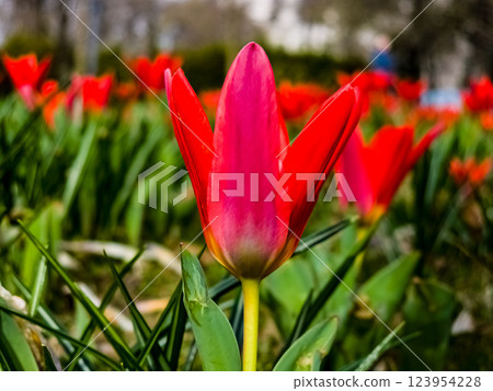 Close-up of Tulipa Kaufmanniana. Tulip is often called a water lily because of its pointed petals. Close-up of Tulipa Kaufmanniana. Tulip is often called a water lily because of its pointed petals. 123954228