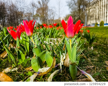 Close-up Early red spring tulip Kaufmani on a flowerbed. Close-up Early red spring tulip Kaufmani on a flowerbed. 123954229