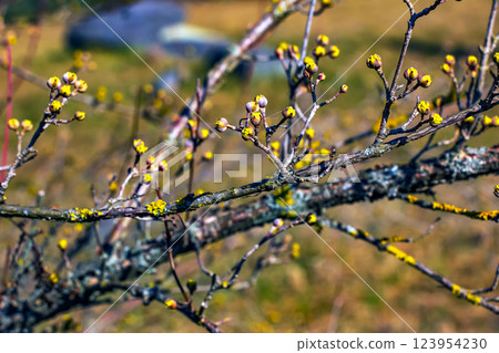 Branches with flowers of male dogwood Cornus mas in early spring on a blurred background. Branches with flowers of male dogwood Cornus mas in early spring on a blurred background. 123954230