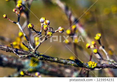 Branches with flowers of male dogwood Cornus mas in early spring on blurred background. Branches with flowers of male dogwood Cornus mas in early spring on blurred background. 123954231