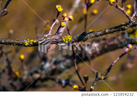 Branches with flowers of male dogwood Cornus mas in early spring on a blurred background. Buds. Branches with flowers of male dogwood Cornus mas in early spring on a blurred background. Buds. 123954232