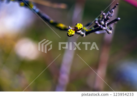 Branches with flower buds of male dogwood Cornus mas in early spring on a blurred background. Branches with flower buds of male dogwood Cornus mas in early spring on a blurred background. 123954233