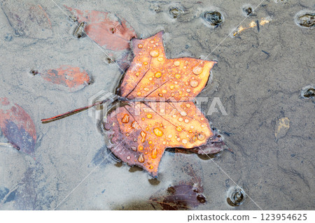 秋天的顏色 123954625