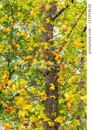 秋天的顏色 123954626