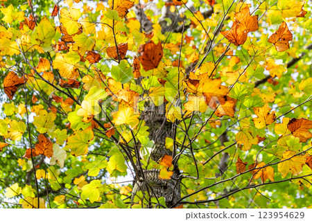 Autumn color Autumn color 123954629