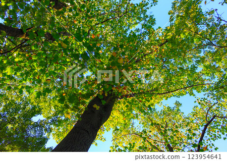 Autumn color Autumn color 123954641