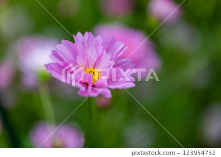 Cosmos 123954732