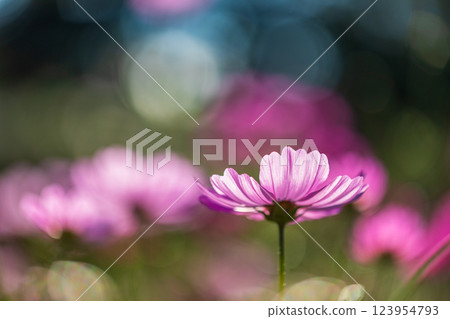 Cosmos Cosmos 123954793